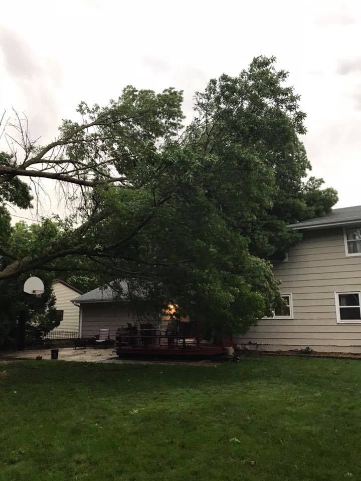 Tree on house